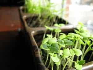 green plants in boxes 