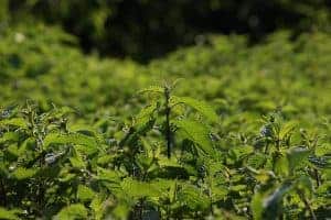 Wild nettles