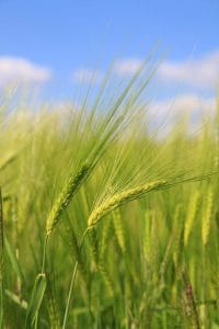 Green barley ears