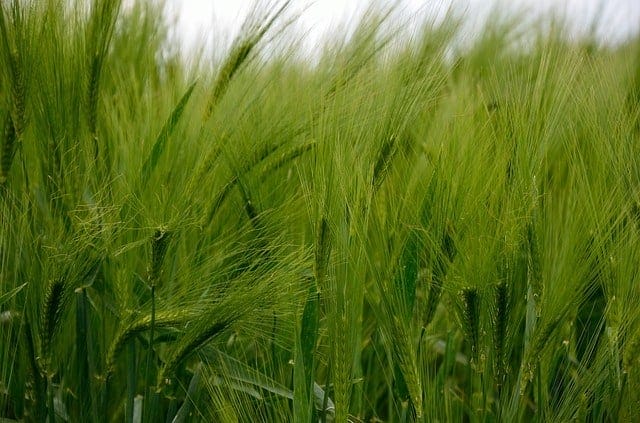 young green barley