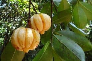 garcinia cambogia 342760 640 300x200 1