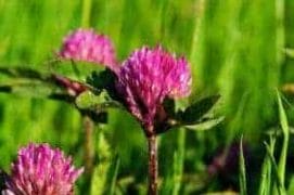 red clover