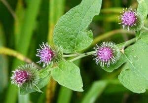 Burdock