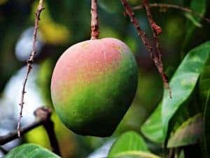 african mango