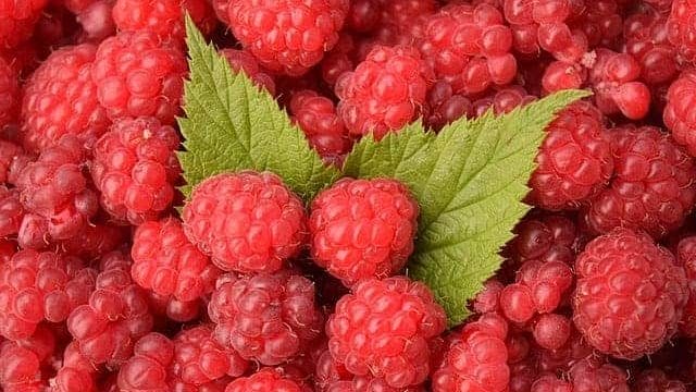 raspberries 1476204 640