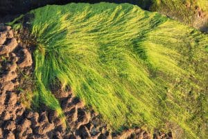 algae on a rock