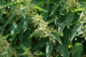 stinging nettle 2417289 640 300x199 1