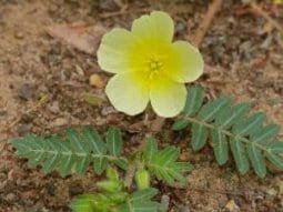 Tribulus terrestris