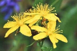 St. John's Wort