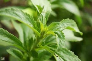 Stevia