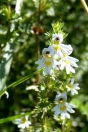 eyebright