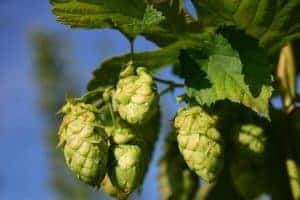 hop cones