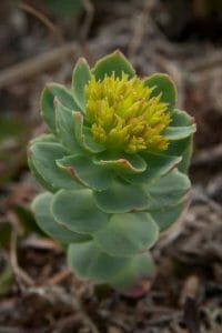 yellow flower in bloom