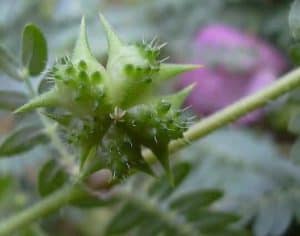 Tribulus terrestris