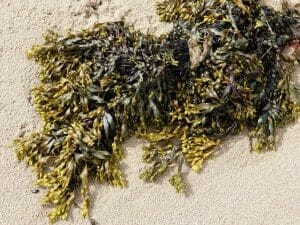 bladderwrack