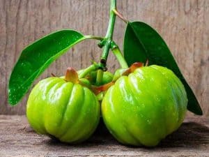 Garcinia Cambogia fruit