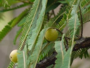 amla fruit