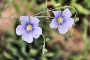 Flaxseed flowers