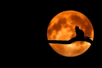 cat in the moonlight at night