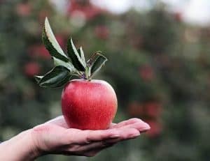 An apple lying on the palm of the hand