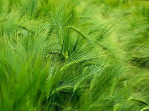 Green barley ears