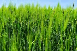 ears of young green barley