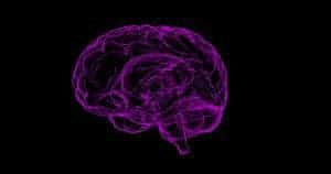 drawing of the human brain