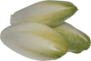 Chicory