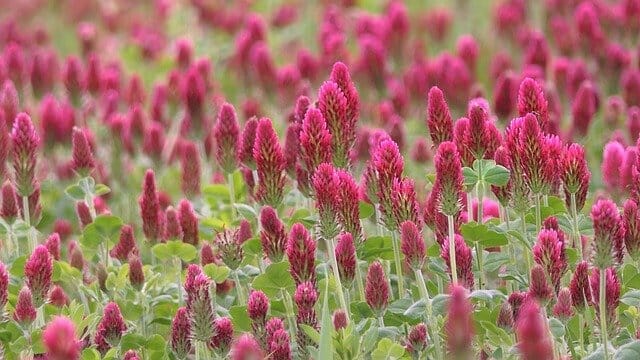 red clover plantation