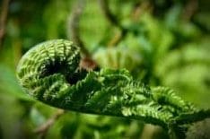 Common fern