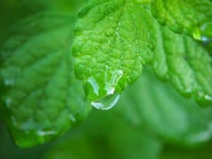 lemon balm 2655821 640 300x225 1