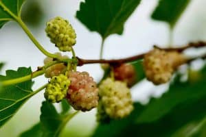 White mulberry fruits on the bush