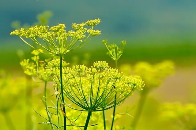 fennel