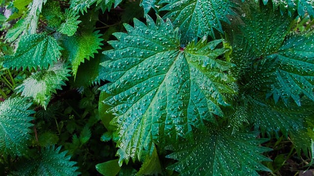 nettle leaves