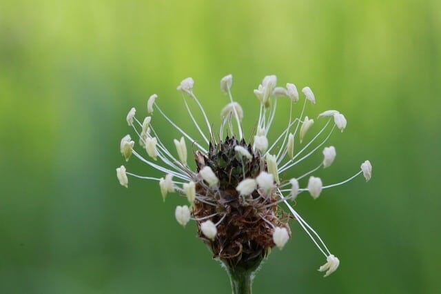 psyllium seed husks