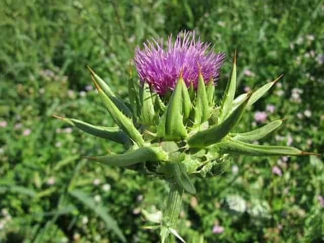 Milk thistle