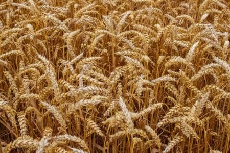 cereal growing in the field