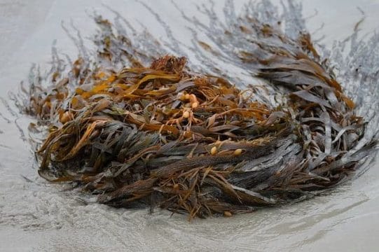 Dried bladderwrack