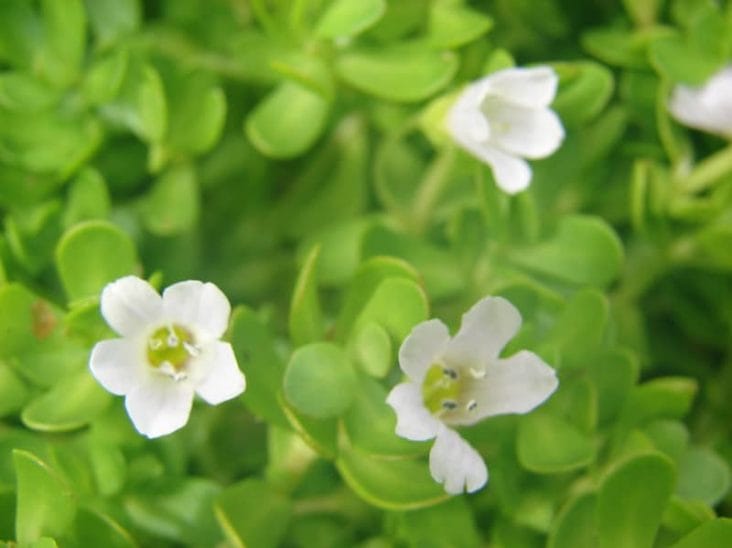 Bacopa monnieri, brahmi