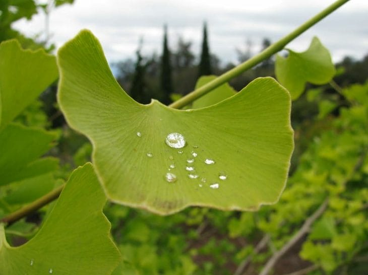 Ginkgo biloba, ginkgo biloba