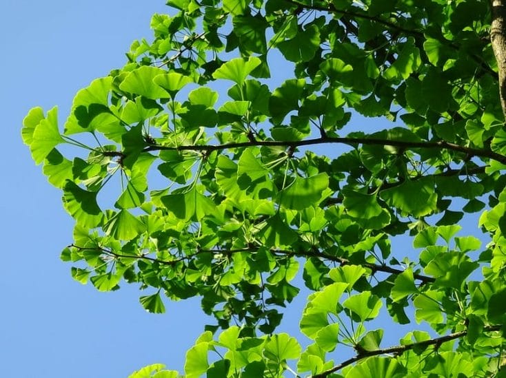 Ginkgo biloba, Ginkgo biloba