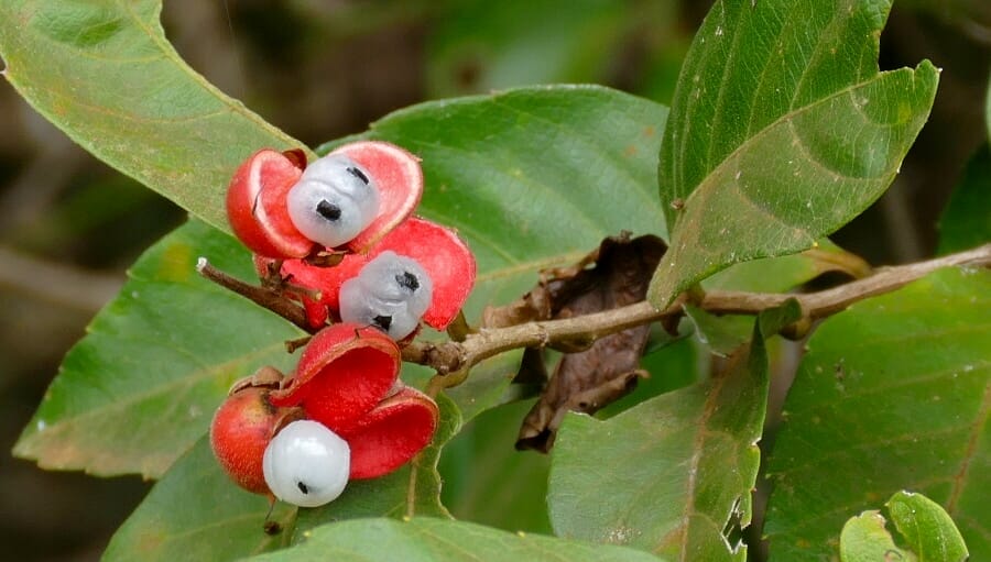 Guarana, Paullinia cupana