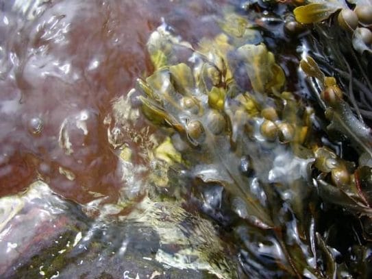 bladderwrack