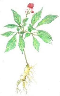 Ginseng proper (Panax ginseng)