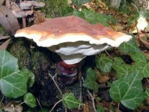 Fungus reishi (Ganoderma lucidum)