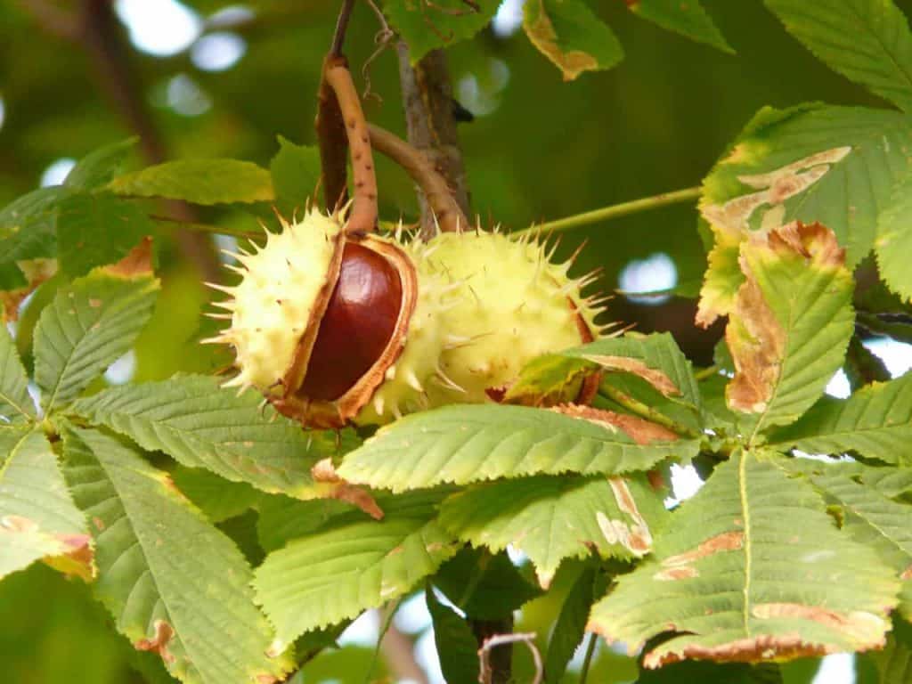 chestnuts on the tree