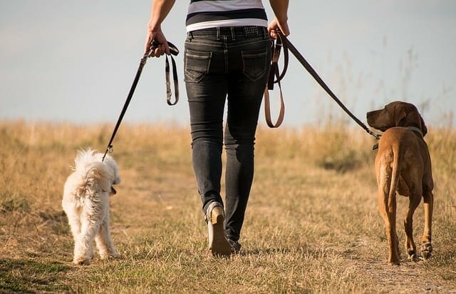 woman walks with dogs
