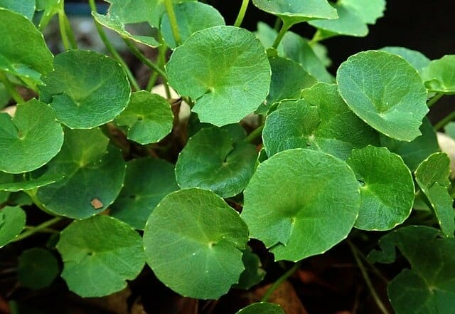 Gotu kola, Centella Asiatica