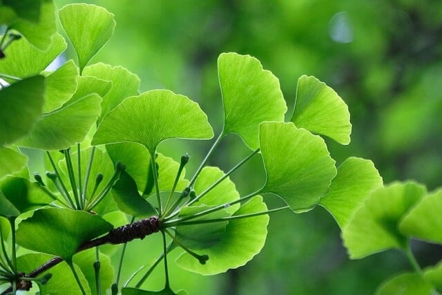 Ginkgo biloba leaves