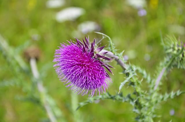 Milk thistle